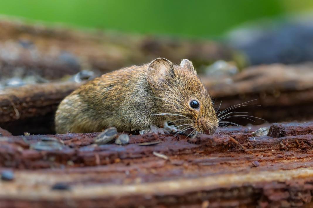 Van’ın kedisi varsa Konya’nın da avurtlağı var 8